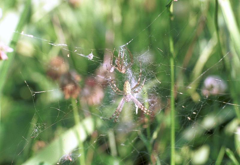 Argiope_bruennichi_F2165_Z_84_Les Gris_Frankrijk.jpg